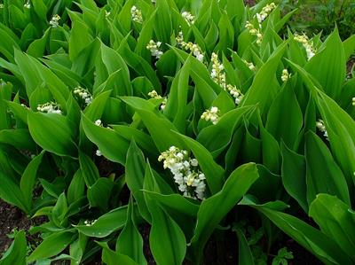 Convallaria majalis